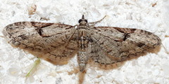 Eupithecia bolterii
