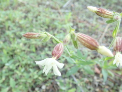 Silene latifolia alba