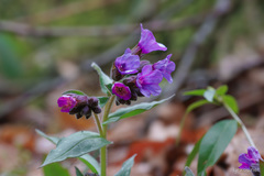 Pulmonaria hirta