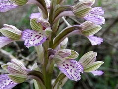 Anacamptis × feinbruniae