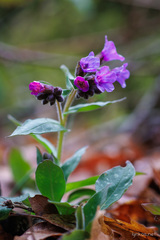 Pulmonaria hirta