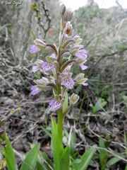 Anacamptis × feinbruniae