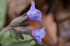 Pulmonaria hirta