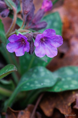 Pulmonaria hirta
