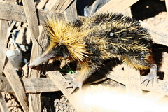 Hemicentetes semispinosus