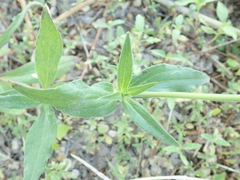 Silene latifolia alba