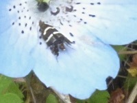 Adela septentrionella