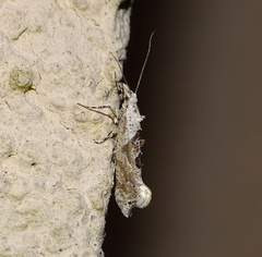 Ypsolopha asperella