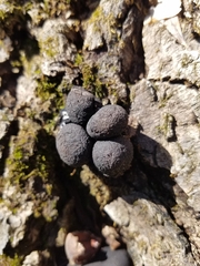 Xylaria ellisii
