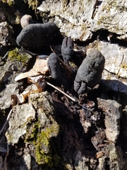 Xylaria ellisii