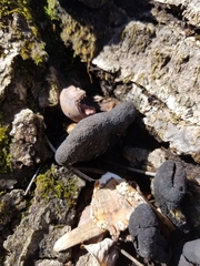 Xylaria ellisii