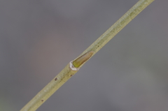 Salix × speciosa