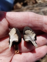 Xylaria ellisii