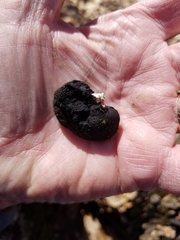 Xylaria ellisii