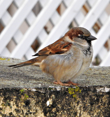 Passer domesticus