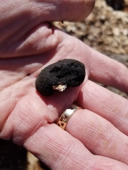 Xylaria ellisii
