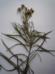 Hieracium umbellatum filifolium