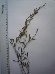 Polygonum novoascanicum