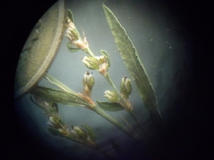 Polygonum novoascanicum