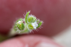 Pectocarya heterocarpa