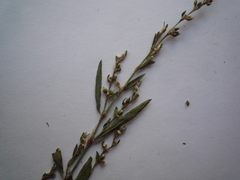 Polygonum novoascanicum