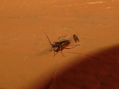 Hyalopeplinus malayensis