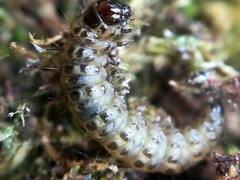 Udea ferrugalis