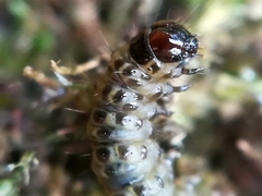 Udea ferrugalis