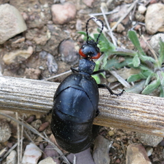 Berberomeloe insignis