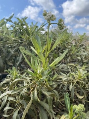 Eriodictyon trichocalyx