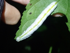Chadisra bipars