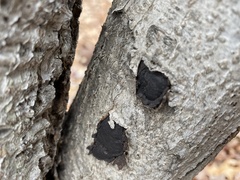 Biscogniauxia mediterranea