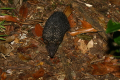 Tenrec