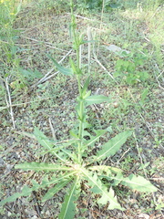 Cichorium intybus