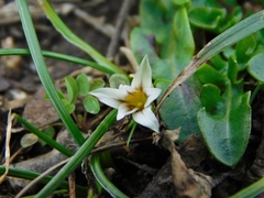 Romulea columnae