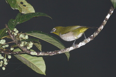 Zosterops maderaspatanus