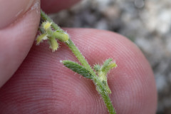 Pectocarya heterocarpa