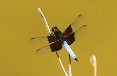 Thermorthemis madagascariensis