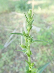 Cichorium intybus