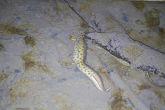 Triturus karelinii