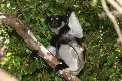 Indri photo 4
