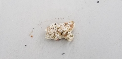Muricoidea