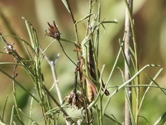 Staurorhectus longicornis