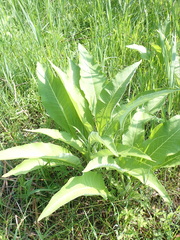 Inula helenium