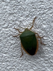 Edessa rufomarginata