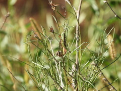 Staurorhectus longicornis