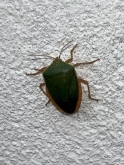 Edessa rufomarginata