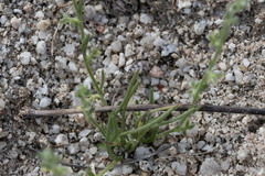 Pectocarya heterocarpa