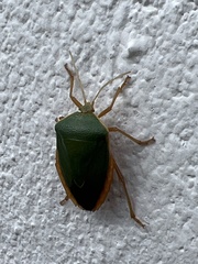 Edessa rufomarginata