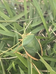 Edessa rufomarginata